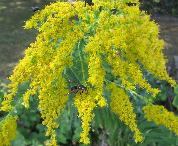 goldenrod in back yard with wasp
